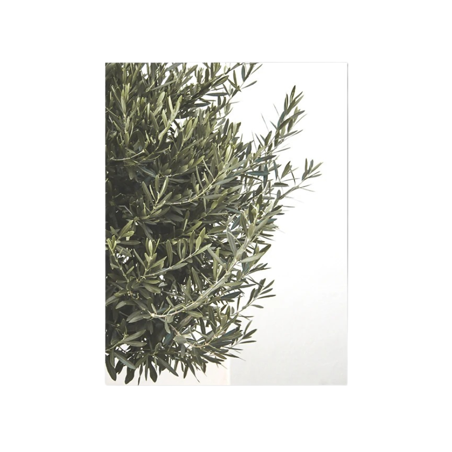 Soleil Méditerranéen 004